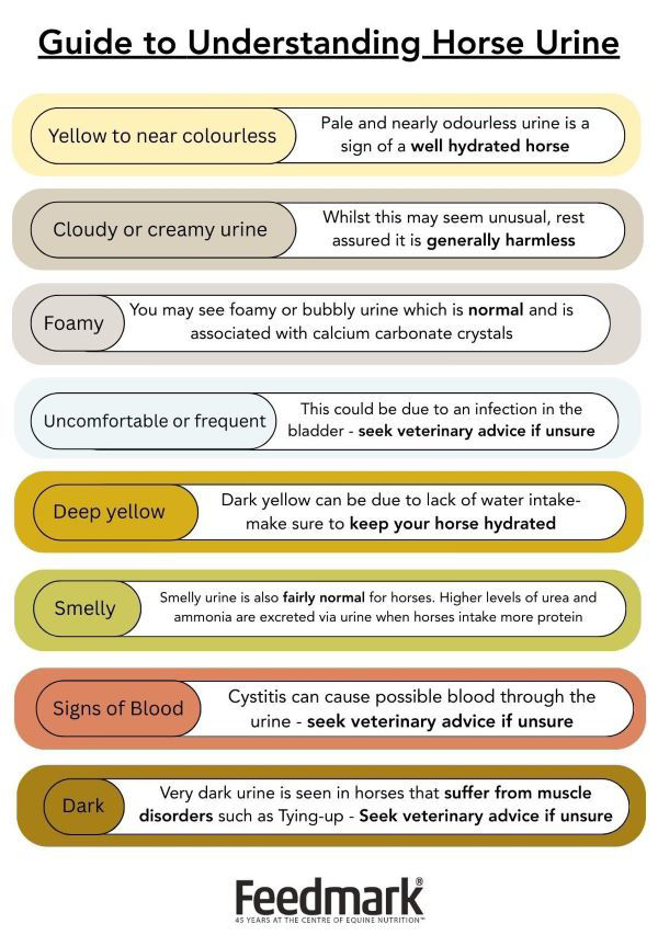 A guide to understanding your horse's urine